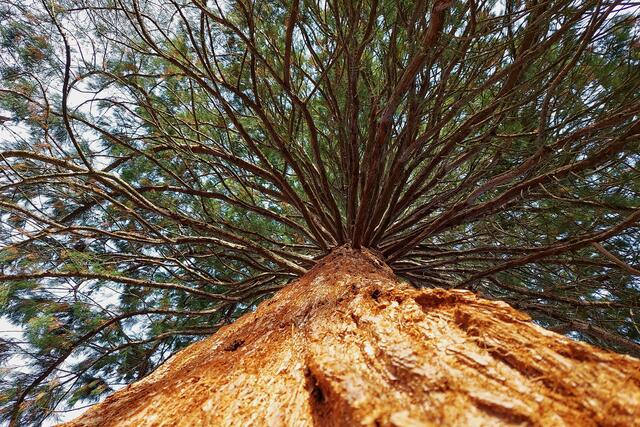 Riesenmammutbaum, auch mit KLICK 😉