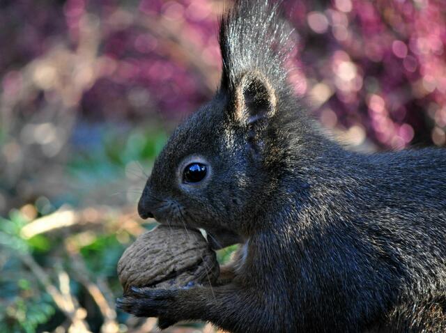 Foto: Daniela Somers