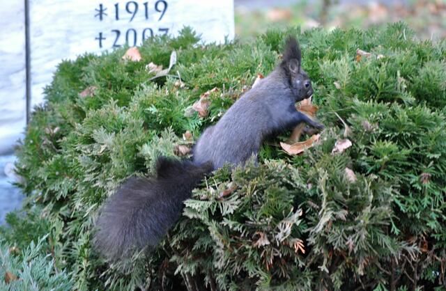 Ganz schnell die Nuss verstecken. Zur Not auch im Busch, wenns schnell gehen soll. | Foto: Daniela Somers
