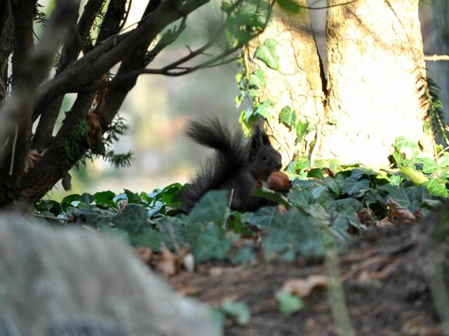 Schnell verstecken. Vielleicht gibts dann noch Eine. | Foto: Daniela Somers