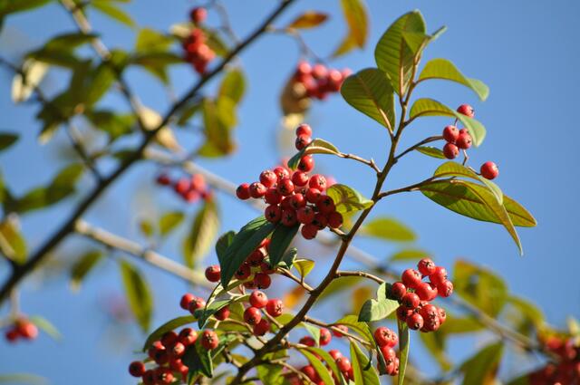 Weiß jemand was das für ein Strauch/ Baum ist? Mein Tipp wäre der rote Feuerdorn. | Foto: Daniela Somers