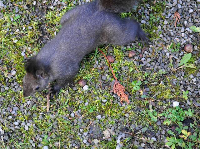 Direkt zu meinen Füßen. Könnte ja ne Nuss aus der Tasche fallen. | Foto: Daniela Somers