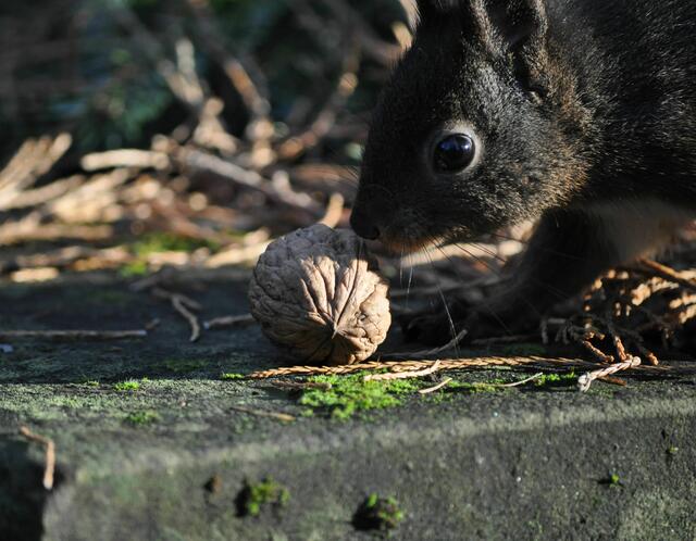 Erst dran schnuppern ob sie auch in Ordnung ist. | Foto: Daniela Somers