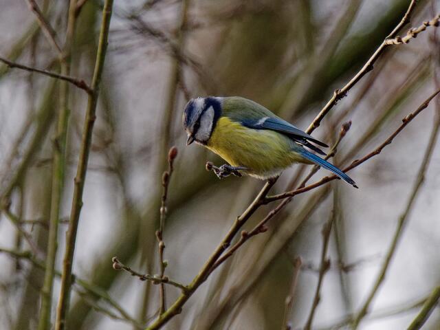 Blaumeise