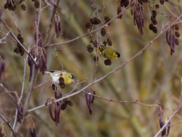 Erlenzeisig (Männchen hinten und Weibchen vorne)