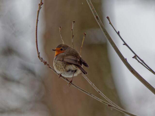 Rotkehlchen