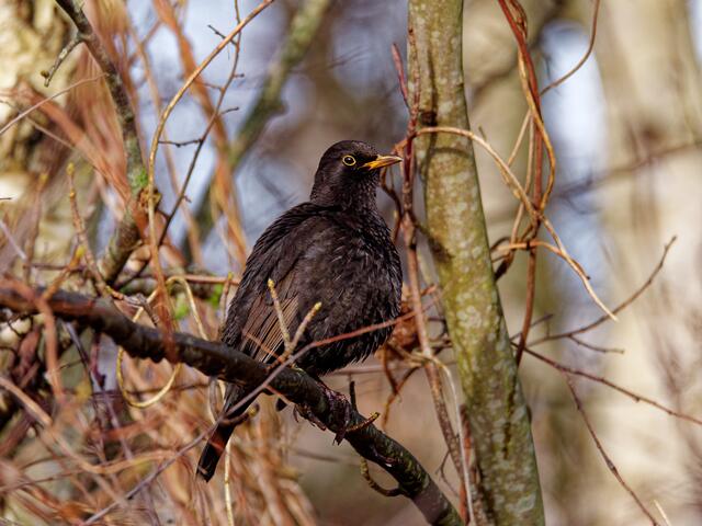 Amsel (Männchen)