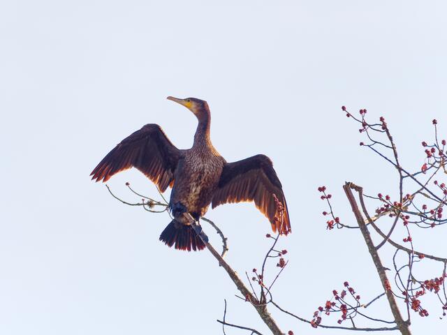 Kormoran