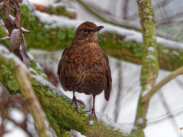 Amsel (Weibchen)