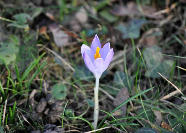Mein erster Krokus | Foto: Daniela Somers