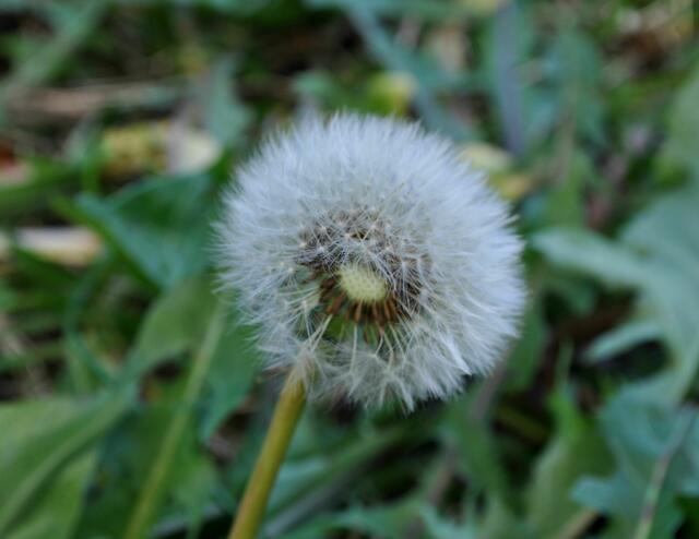 7. Januar, die erste Pusteblume! | Foto: Daniela Somers