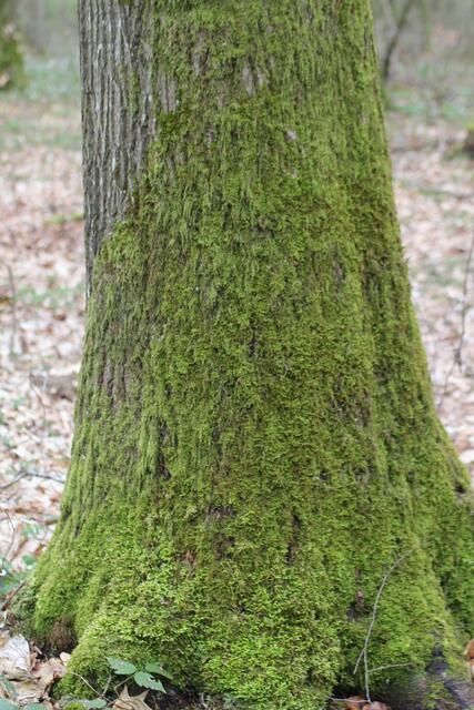 Moos ist einfach schön😍