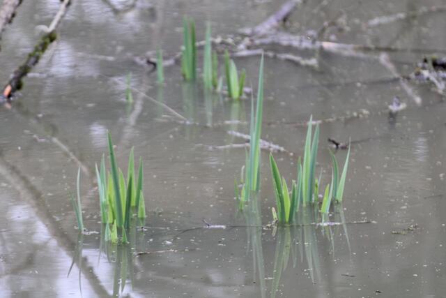 ein Biotop mitten im Wald