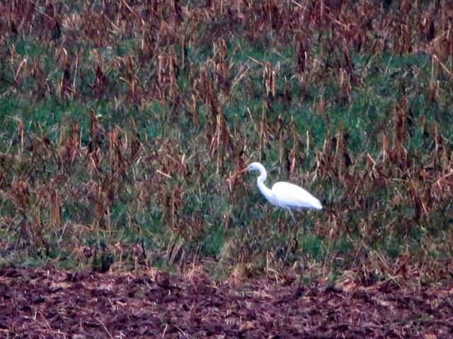 Unterwegs trafen wir diesen Silberreiher, den wir erst anhand des Fotos bestimmen konnten. Er war einfach zu weit weg. | Foto: Aurelia Kling