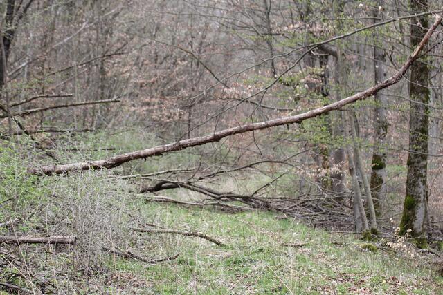 und wieder unten durch, ganz schön wild