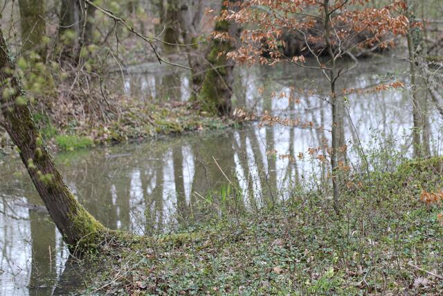 Herrliches Biotop mitten im Wald