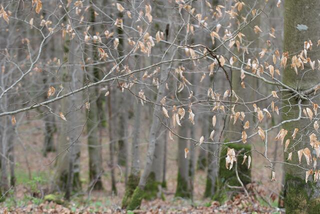 das Laub fällt