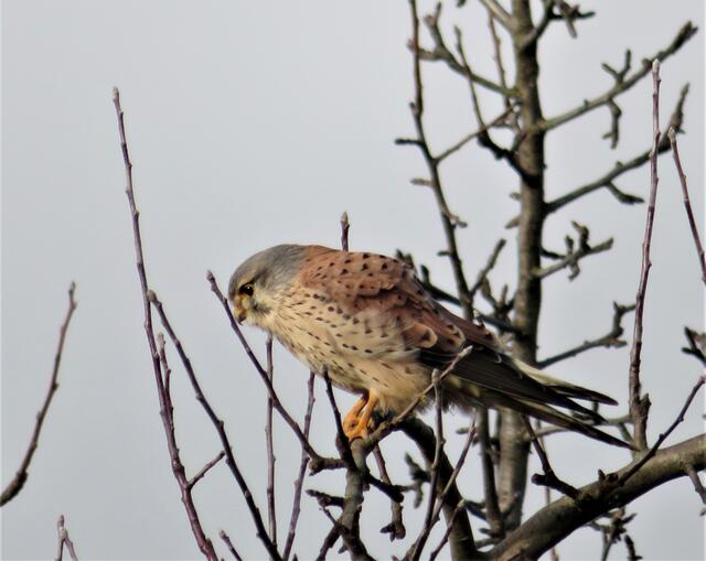 Diesen Turmfalken hat Reli fotografisch eingefangen | Foto: Aurelia Kling