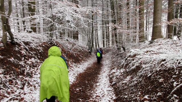 Doch nun geht es wieder abwärts, hier bereits über den Saubuckel die Hohle zur Köpferquelle hinunter. 