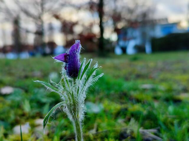 und auch die ersten Küchenschellen im Ziegeleipark toll in Szene gesetzt. Man bedenke, es ist der 15. Januar... | Foto: Aurelia Kling