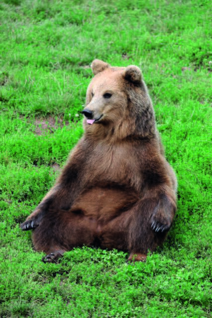 Der Bär ist im Wildparadies Tripsdrill zu bestaunen. | Foto: Wildparadies Tripsdrill