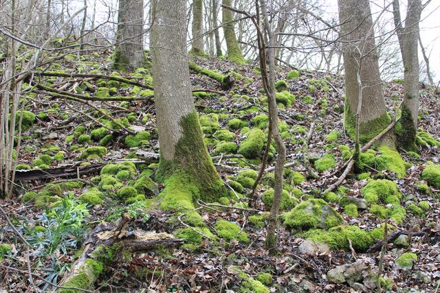 und quer durch den Wald wieder hoch nach Suhlburg | Foto: Ralf Röser