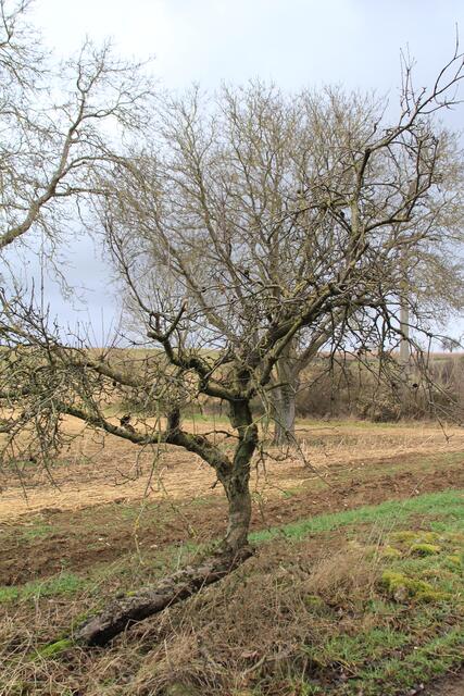 toller Baum | Foto: Ralf Röser