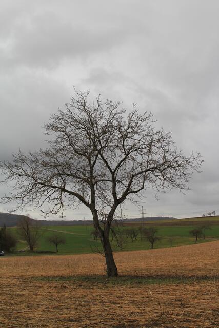 schöner Baum | Foto: Ralf Röser