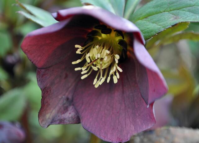 Christrose. Helleborus niger | Foto: Daniela Somers