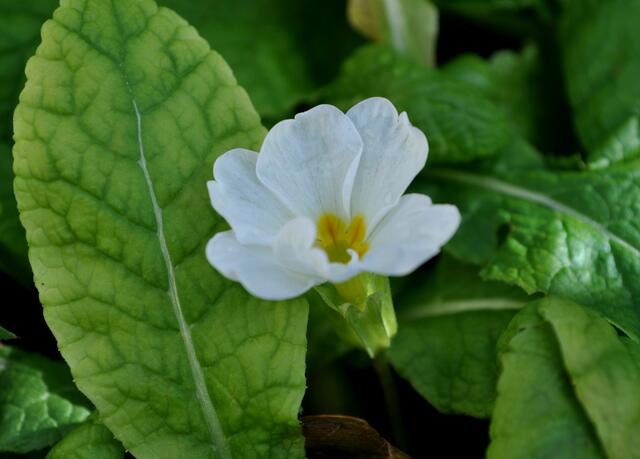 Primula. Die Erste! | Foto: Daniela Somers