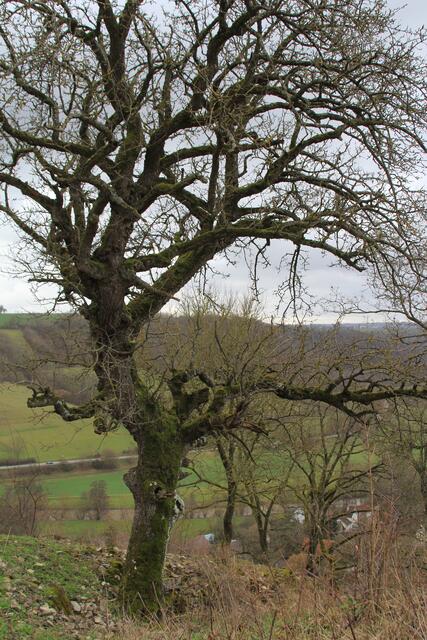 so ein schöner Baum | Foto: Ralf Röser