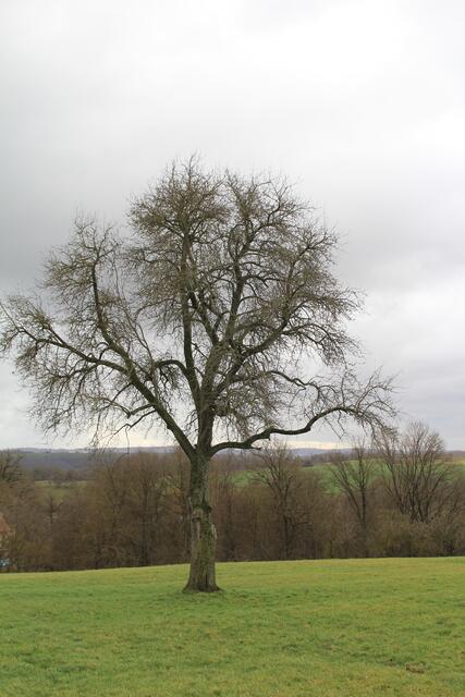 und wieder ein schöner Baum | Foto: Ralf Röser