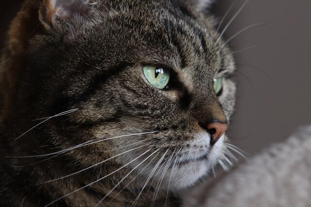 Konzentrierter Blick :-)
