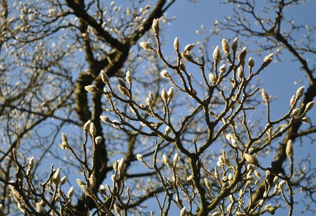 Da treibt der Frühling schon mit Macht! | Foto: Daniela Somers