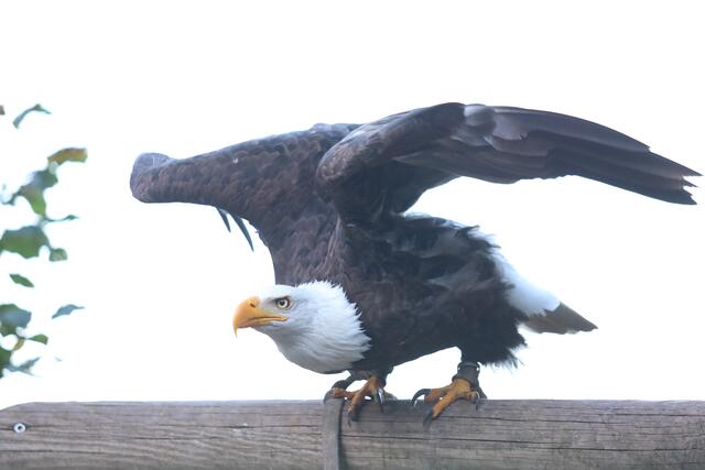 Weißkopfseeadler, Flugshow Wildparadies Tripsdrill