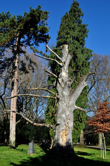 Auch ein toter Baum hat seine Reize. Hoffe mal er darf stehen bleiben.  | Foto: Daniela Somers