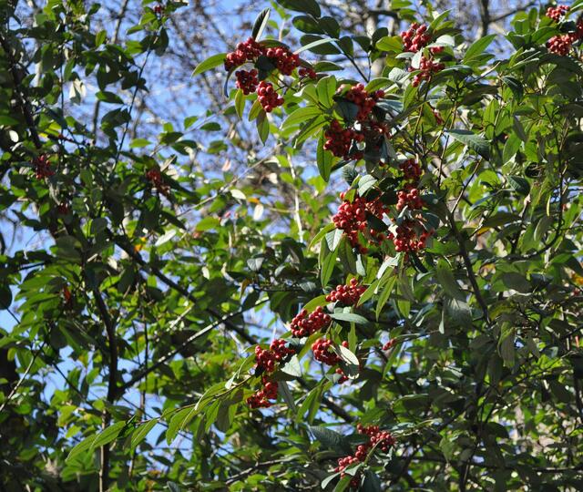  Die Beeren bringen Farbe in den Park. | Foto: Daniela Somers