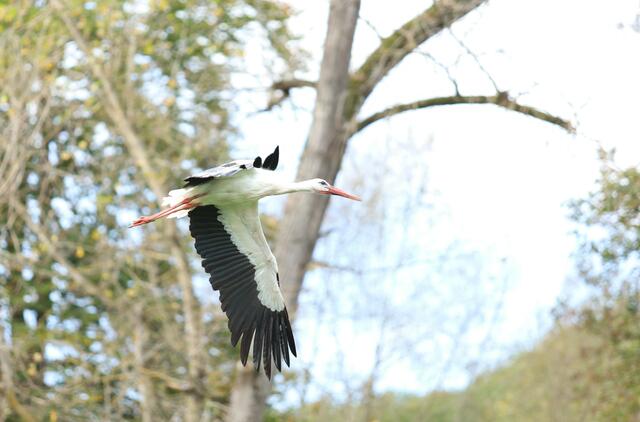 Storch im Flug, Wildparadies Tripsdrill