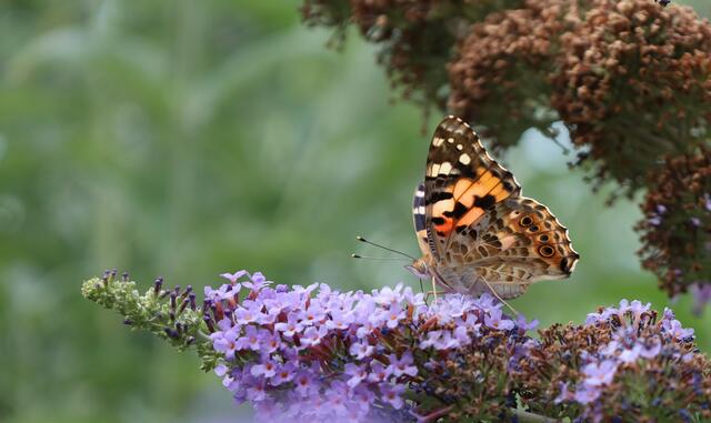 Distelfalter im Sommerflieder