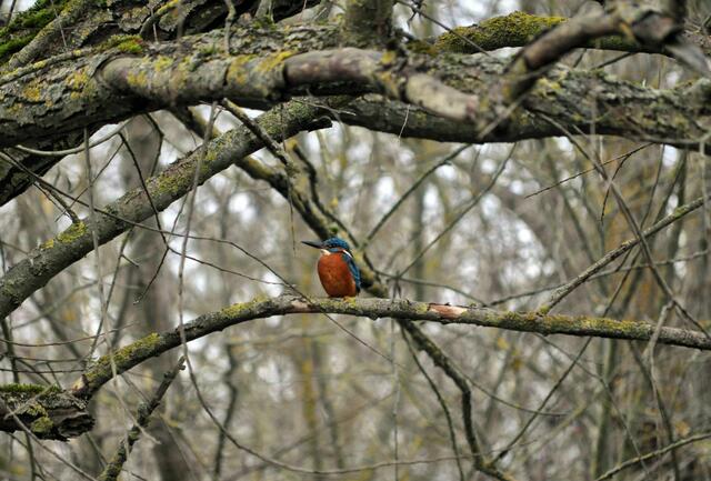 Eisvogel im Ziegeleipark | Foto: Daniela Somers