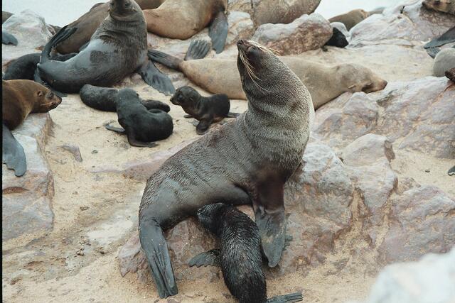 Pelzrobbenkolonie in Namibia | Foto: Daniela Somers