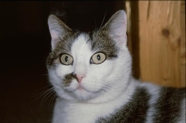 Lady. Meine erste Katze. Allerdings nicht wie im Tierheim gesagt, ein Mädel. Sondern ein Kater. Aber da hatte er den Namen schon. | Foto: Daniela Somers