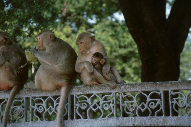 Freilebenden Affen bei einem Kloster in Sri Lanka | Foto: Daniela Somers