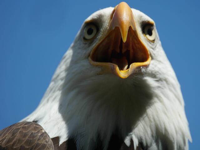 Weißkopfseeadler bei einer Flugshow | Foto: Daniela Somers