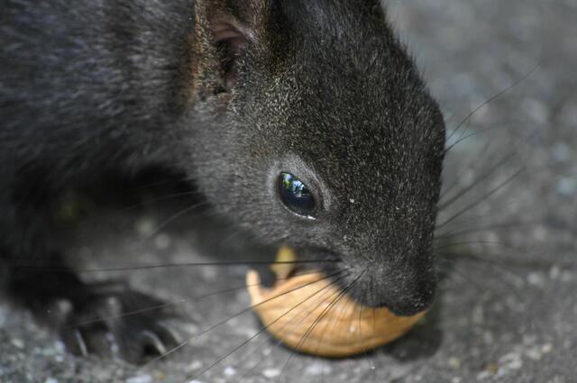 Eichhörnchen, ein Friedhofsbewohner. | Foto: Daniela Somers