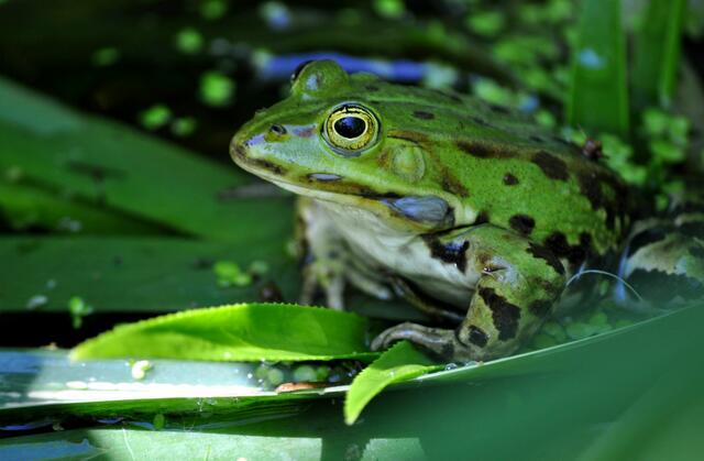 Frosch im Leintalzoo | Foto: Daniela Somers