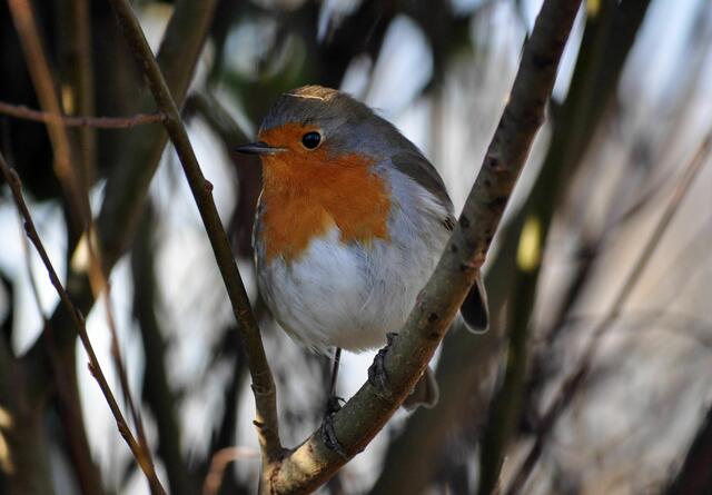 Ein sehr gutes Modell. Rotkehlchen im Wertwiesenpark | Foto: Daniela Somers