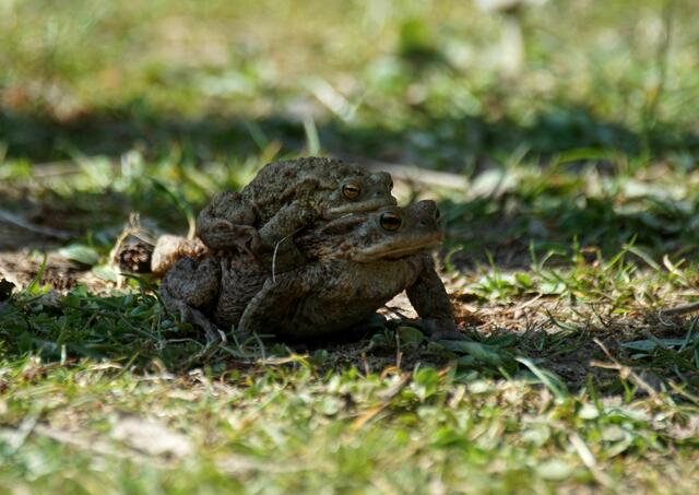 Kröten bei der Wanderung im Ziegeleipark | Foto: Daniela Somers
