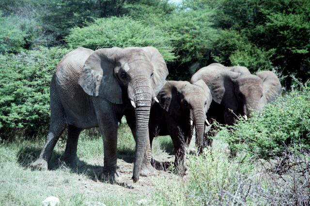 Wilde Elefantenherde in Namibia. Die Leitkuh schaut genau ob Gefahr droht. Außerhalb des Bildes, ganz hinten, hatte die Herde ein sehr kleines Jungtier. | Foto: Daniela Somers