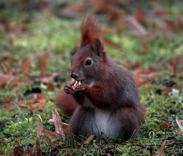 Eichhörnchen. | Foto: Daniela Somers